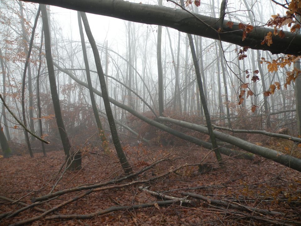 Jablanca 19.12.12 - foto povečava