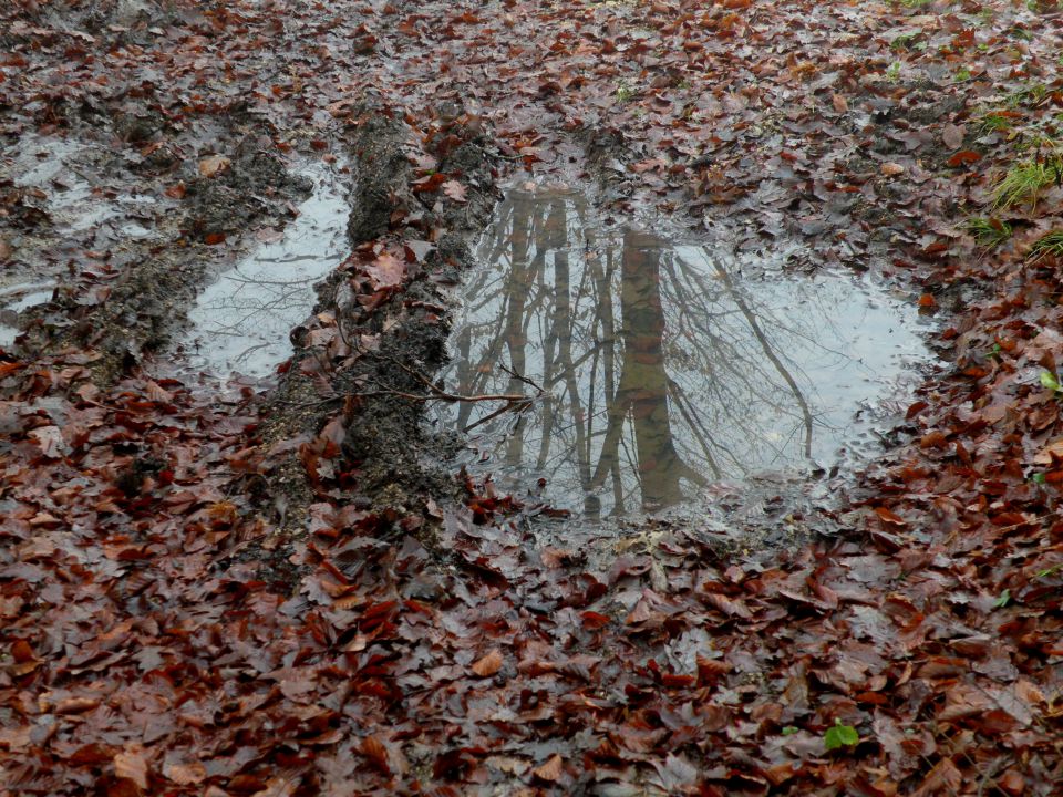 Jablanca 19.12.12 - foto povečava