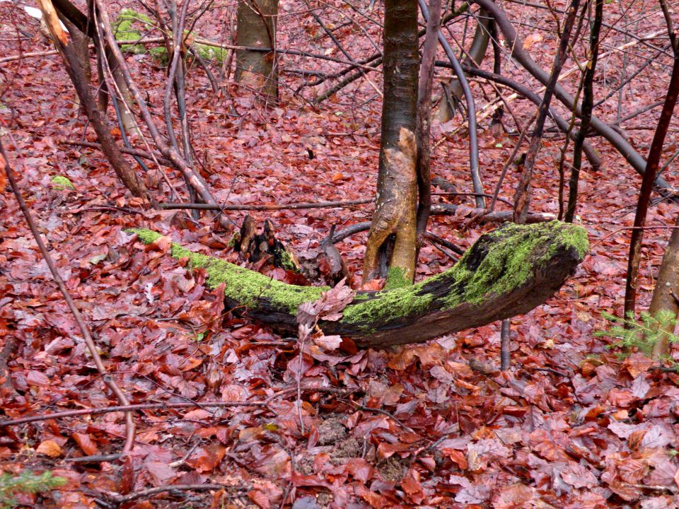 Jablanca 19.12.12 - foto povečava