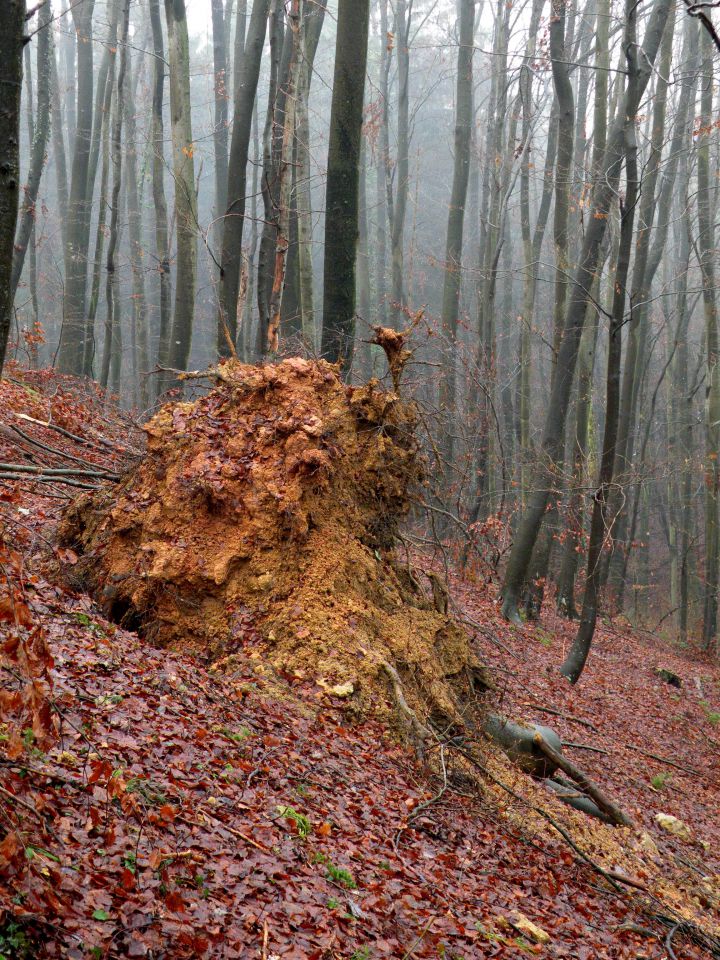 Jablanca 19.12.12 - foto povečava