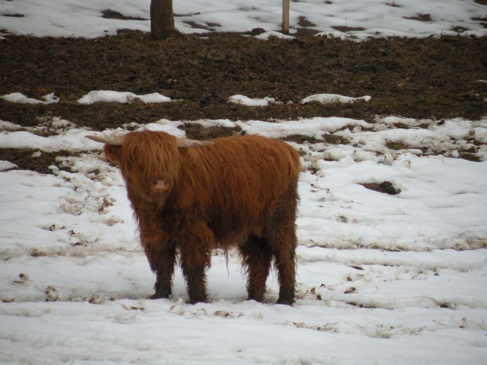 30.1.13 sv.Rok, Lamprče - foto povečava