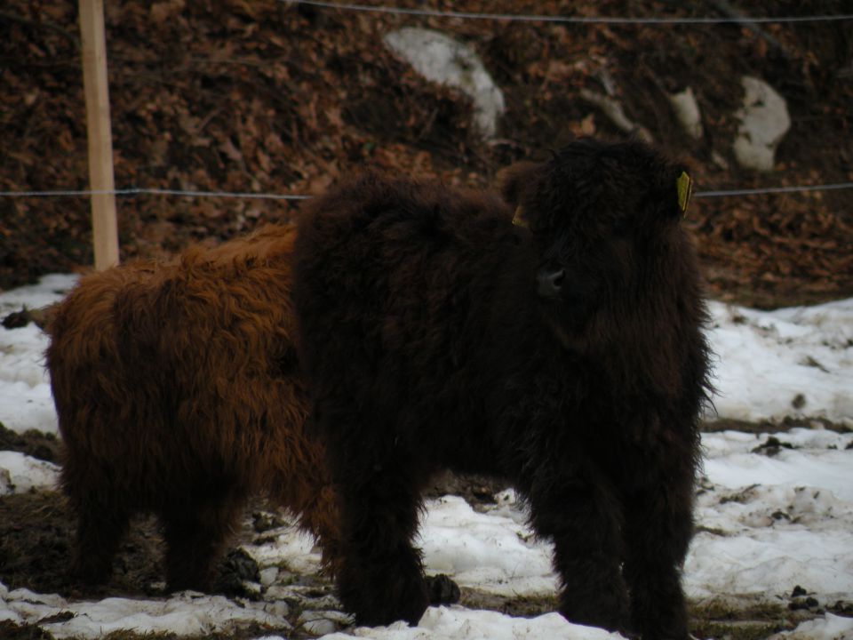 30.1.13 sv.Rok, Lamprče - foto povečava