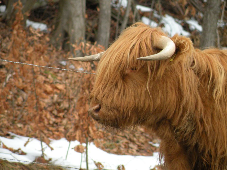 30.1.13 sv.Rok, Lamprče - foto povečava