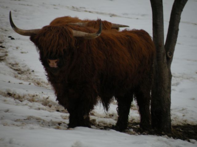 30.1.13 sv.Rok, Lamprče - foto