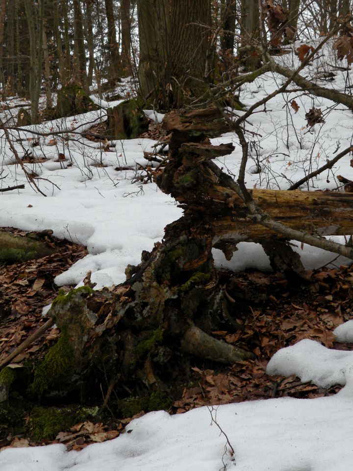 5.3.13 Lisičje jeme, Živa gora, Mrtovec - foto povečava