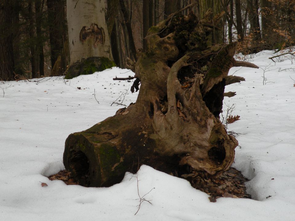 5.3.13 Lisičje jeme, Živa gora, Mrtovec - foto povečava