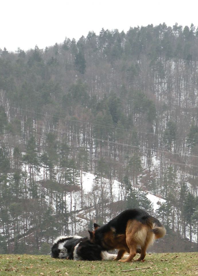 5.3.13 Lisičje jeme, Živa gora, Mrtovec - foto povečava