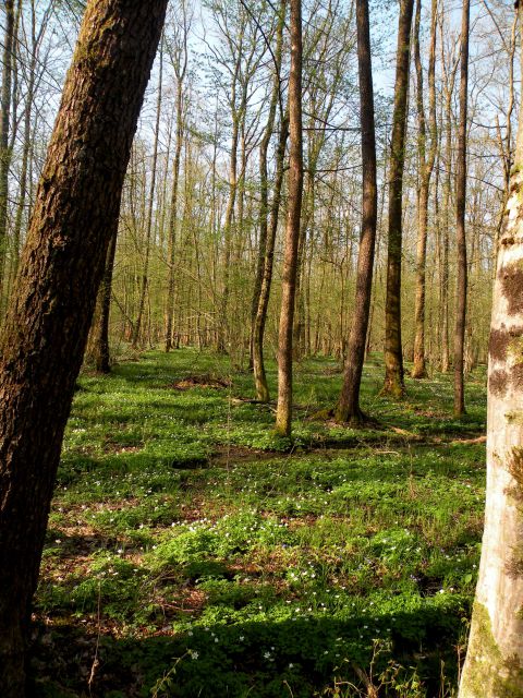 Krakovski gozd