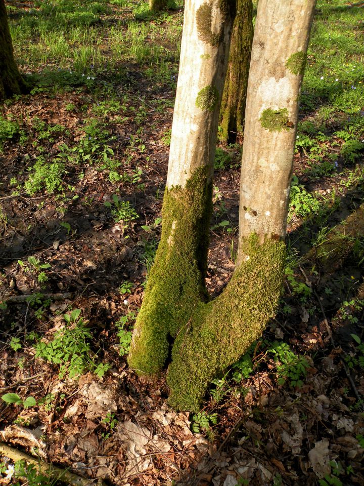 Krakovski gozd