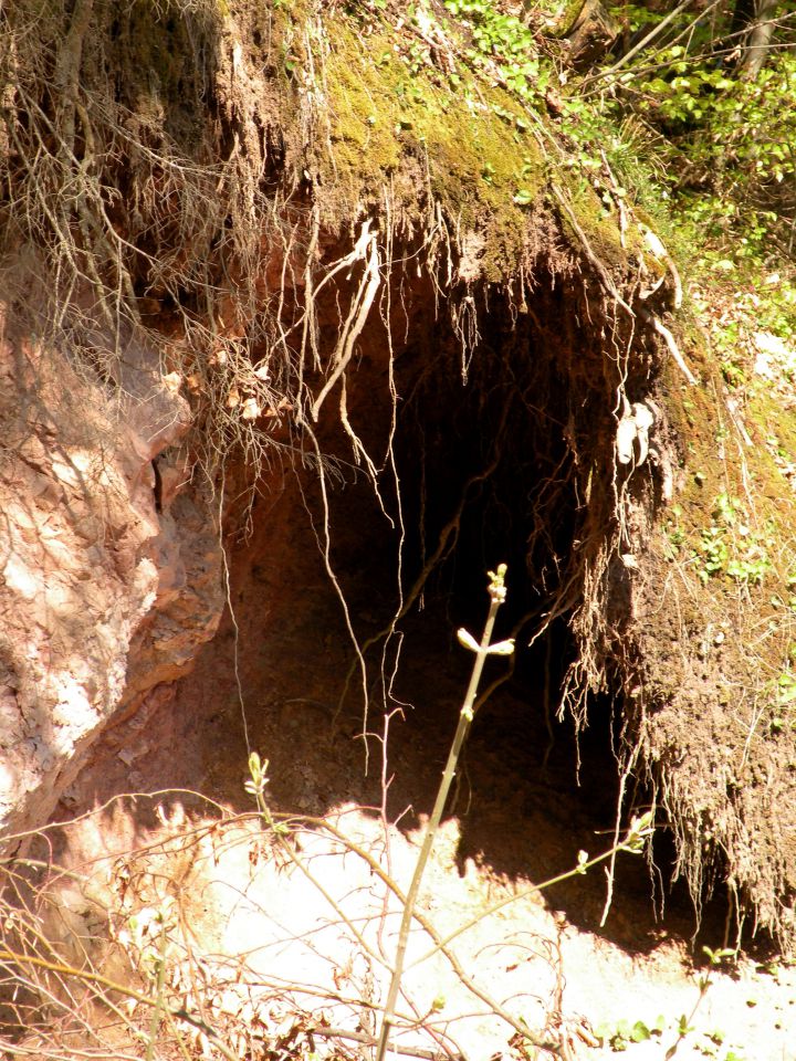 21.4.4. Svinjsko, Grdi graben - foto povečava