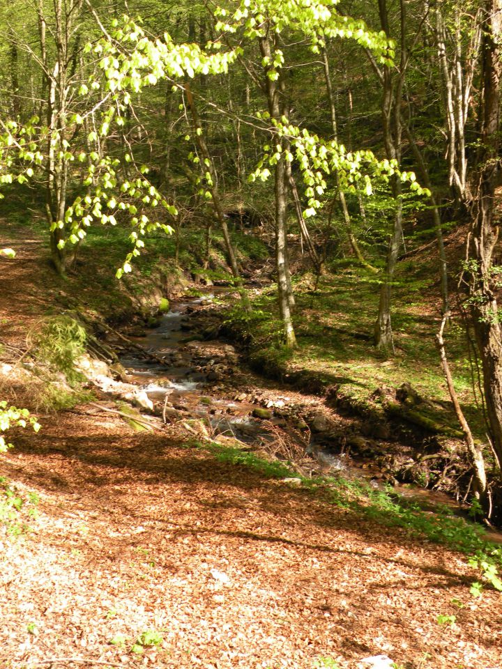 21.4.4. Svinjsko, Grdi graben - foto povečava