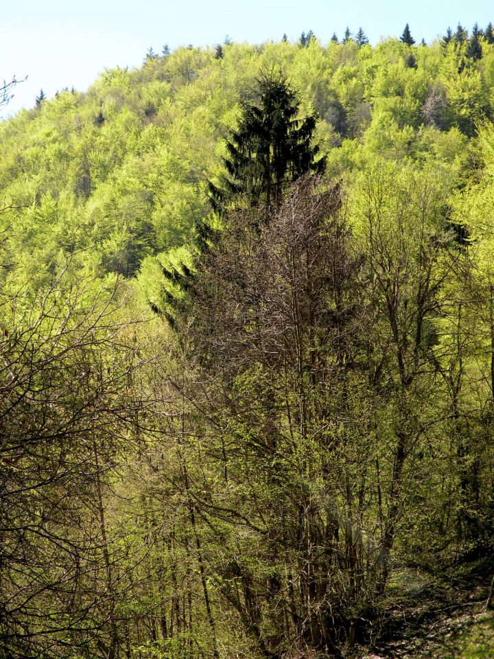 21.4.4. Svinjsko, Grdi graben - foto povečava