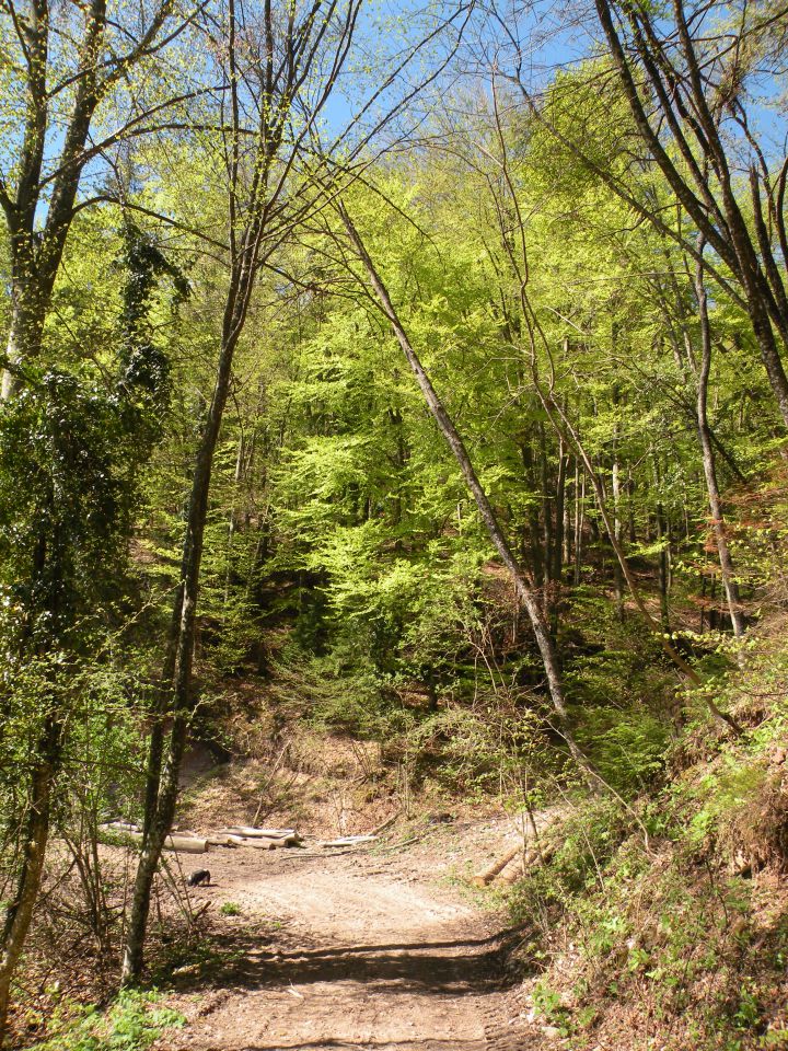 21.4.4. Svinjsko, Grdi graben - foto povečava