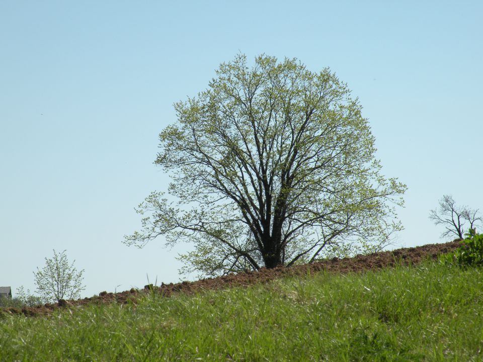 21.4.4. Svinjsko, Grdi graben - foto povečava