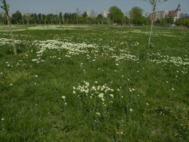 28.4.13 Romunija - foto