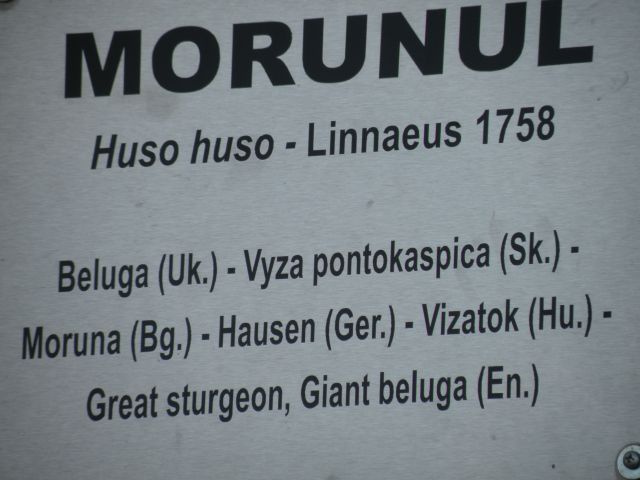 29.4.13 Tulcea - foto
