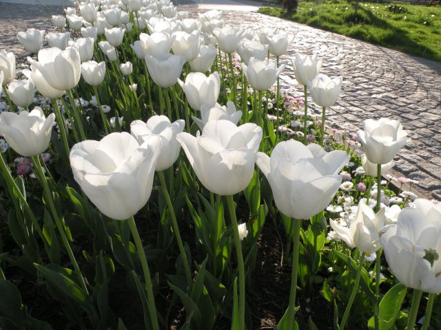 29.4.13 Tulcea - foto