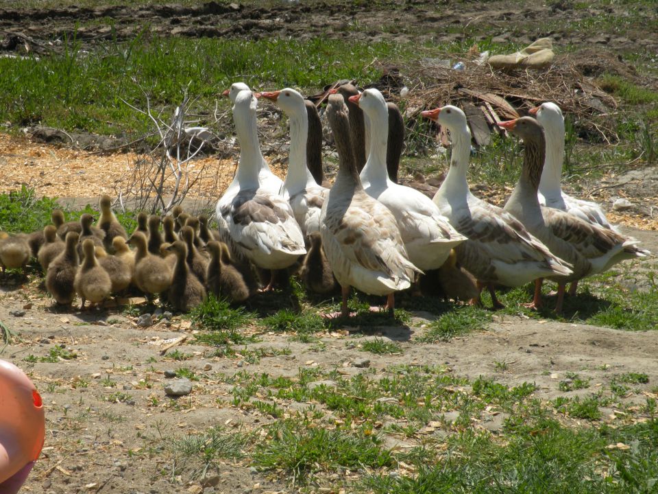 30.5.13 prihod v vas - foto povečava