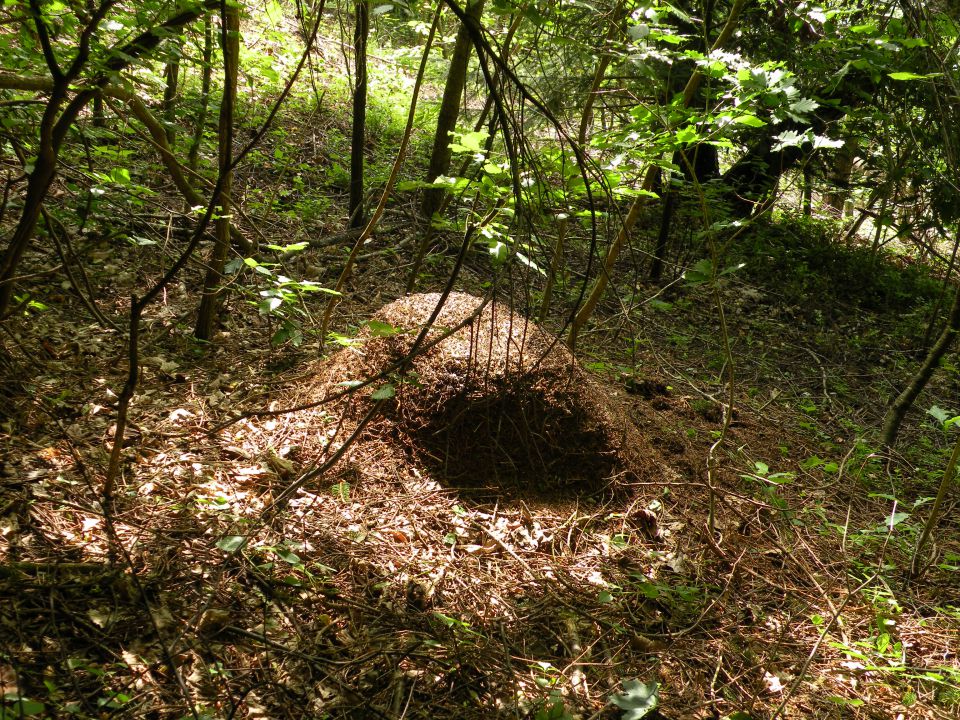 29.5.13 Z.V. ozvezdje Oven - foto povečava