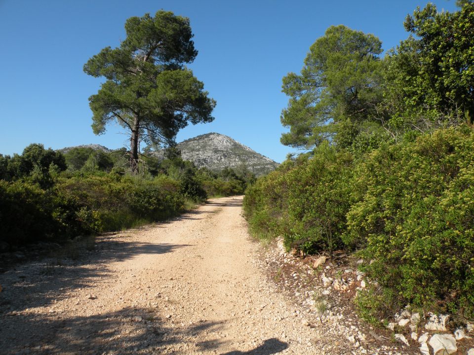 8.6.13 hrib Hom , Lastovo - foto povečava