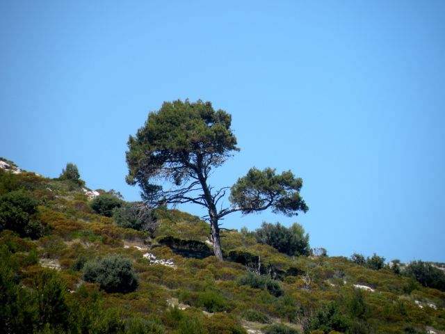 8.6.13 Skrivena luka - Lastovo - foto