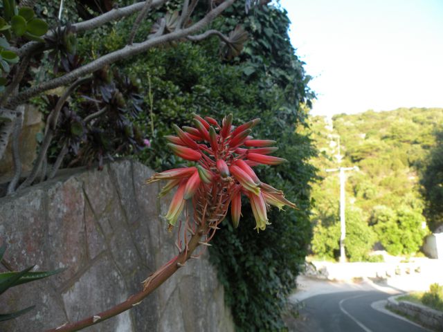 9.6.13 Lastovo - sončni vzhod, odhod - foto