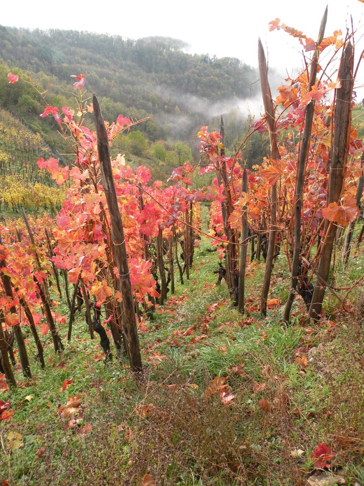 13.11.13 Otavnik,Bujnik, Telče - foto povečava