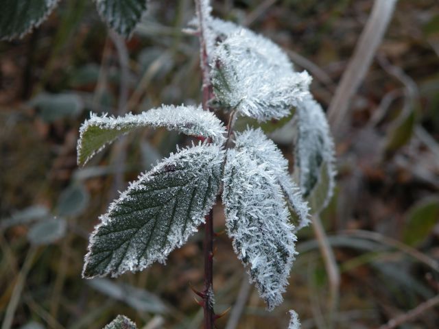 4.12.13 Pijana  gora, Telče - foto