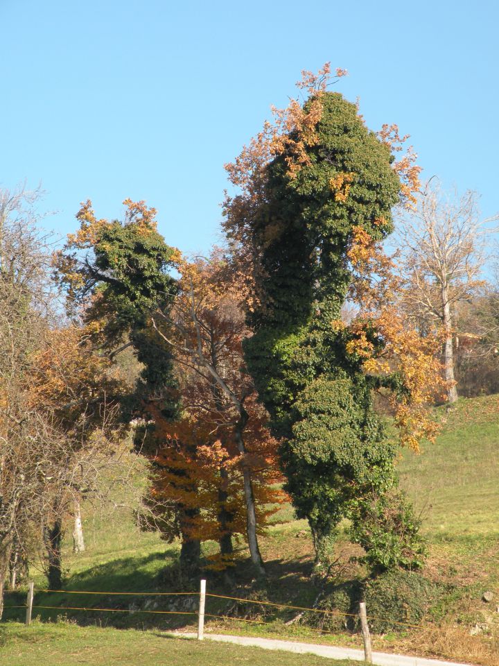 4.12.13 Pijana  gora, Telče - foto povečava