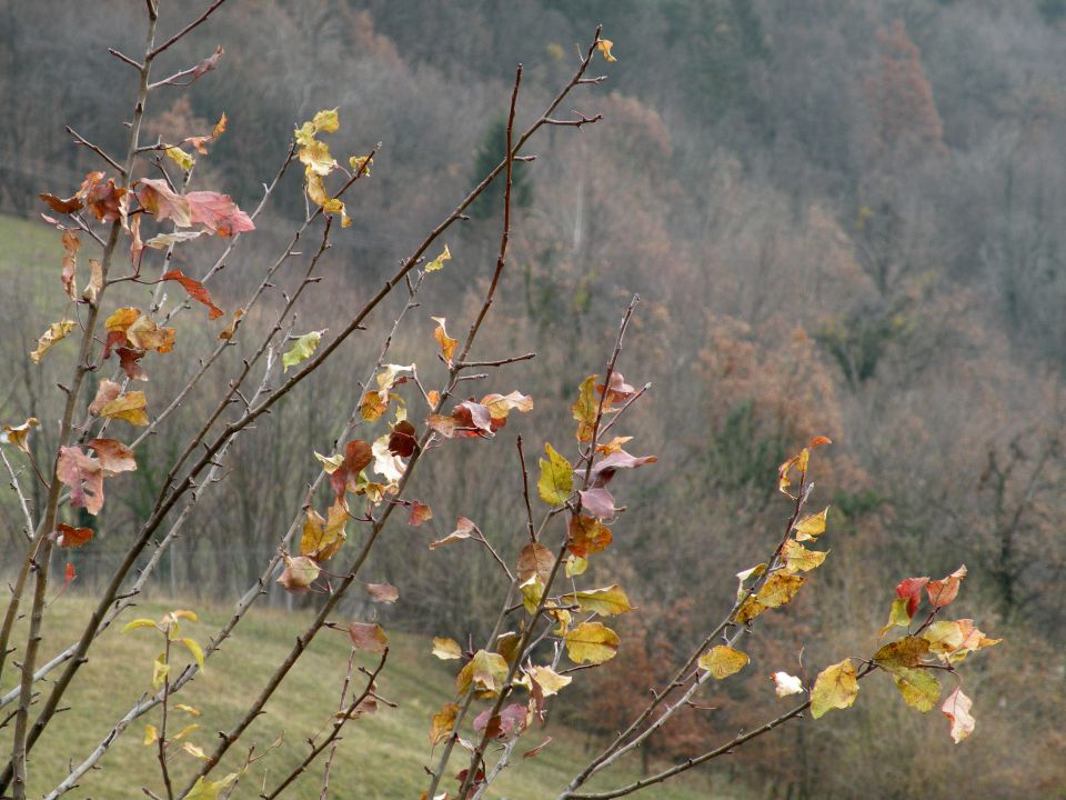 11.12.13 Krakovo, Zdole, Podgorica - foto povečava