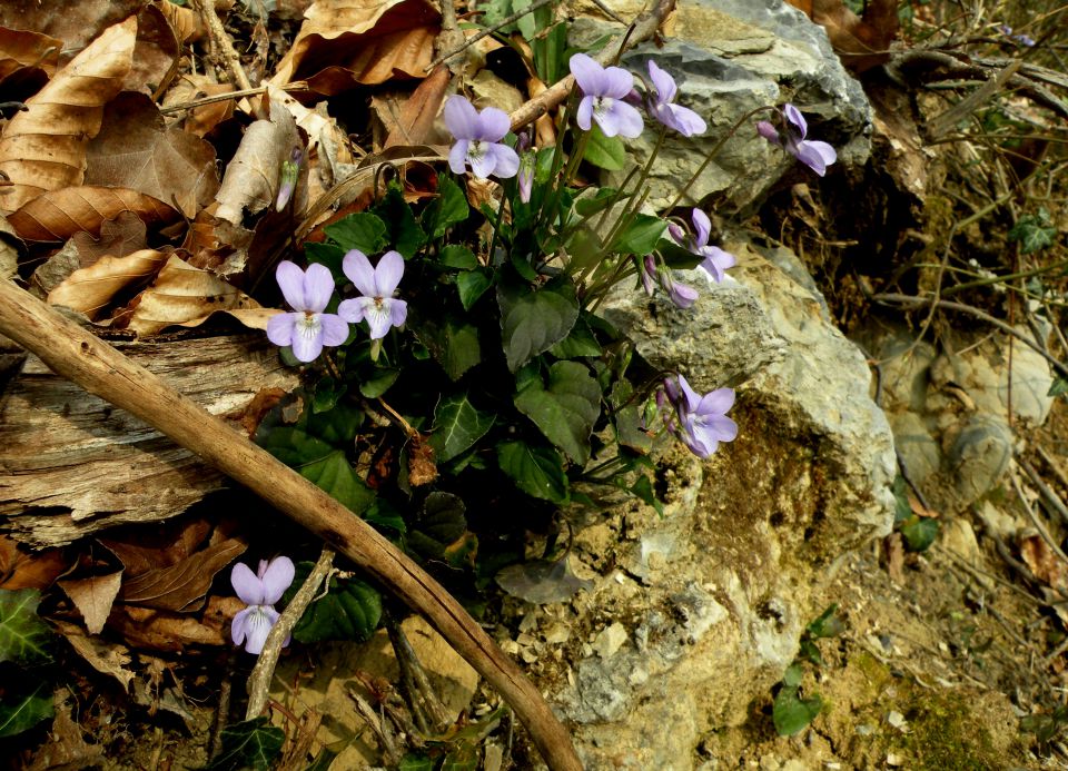 19.3.14 Češnjice, slap Jesenk - foto povečava