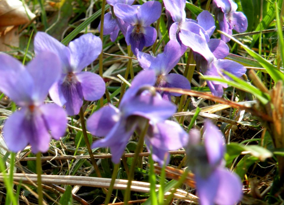 19.3.14 Češnjice, slap Jesenk - foto povečava