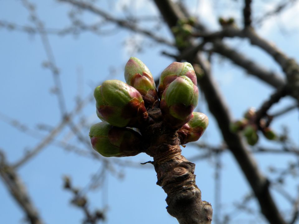 19.3.14 Češnjice, slap Jesenk - foto povečava