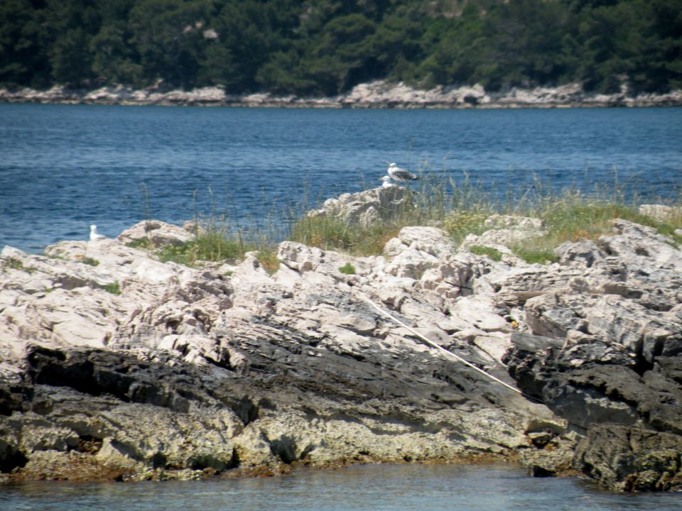 14 Mljet - nacionalni park - foto povečava