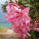15.6.14 Mljet - okrog hotela na Pelješcu