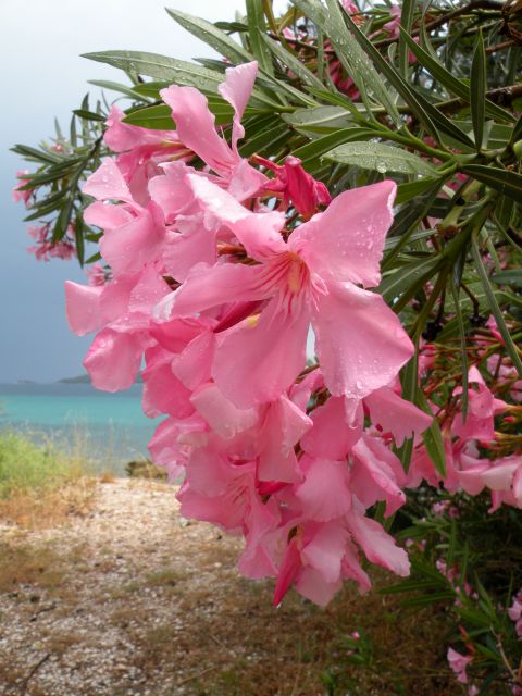 15.6.14 Mljet - okrog hotela na Pelješcu - foto