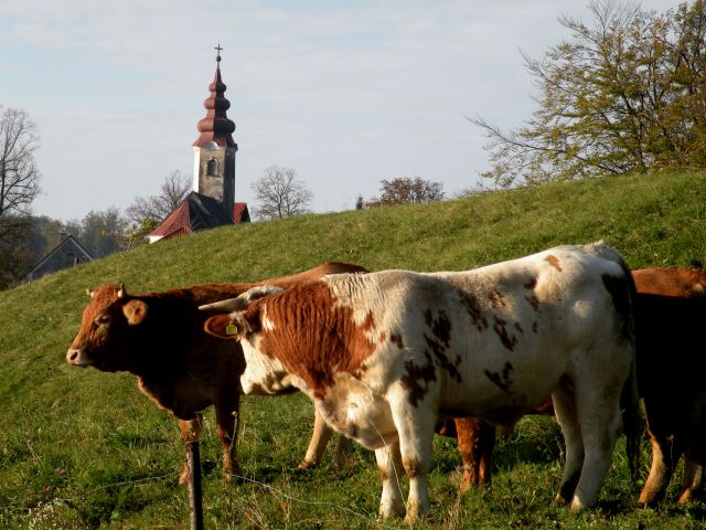 29.10.14 Pokojnik in Mrzla planina - foto