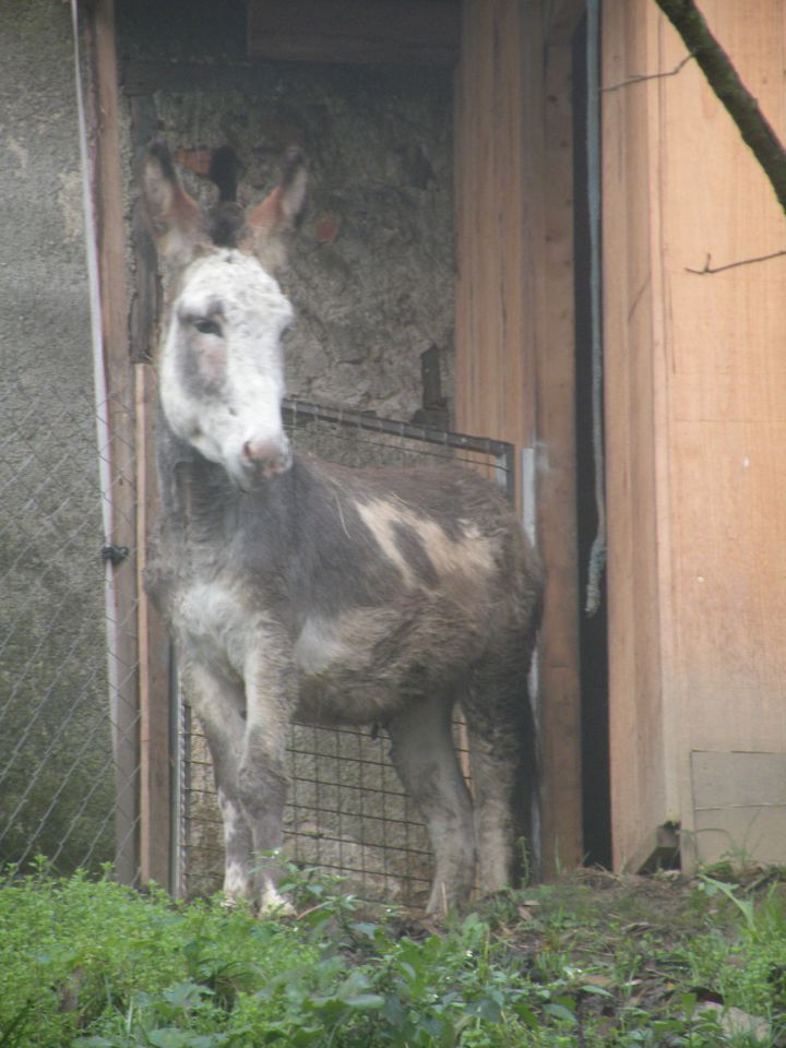 19.11.14 Ledina, Zletiče - foto povečava