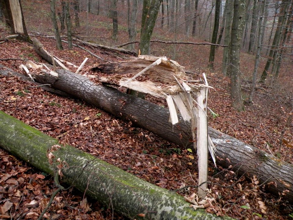 26.11.14 Prešna loka - foto povečava