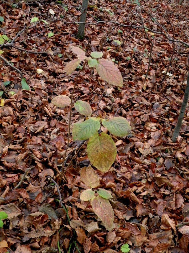 26.11.14 Prešna loka - foto povečava