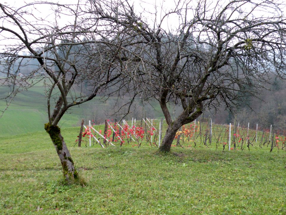 26.11.14 Prešna loka - foto povečava