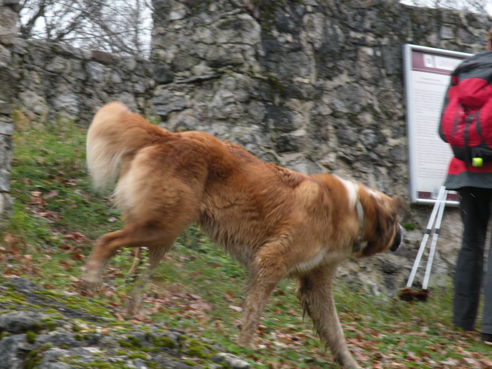 26.11.14 Prešna loka - foto povečava