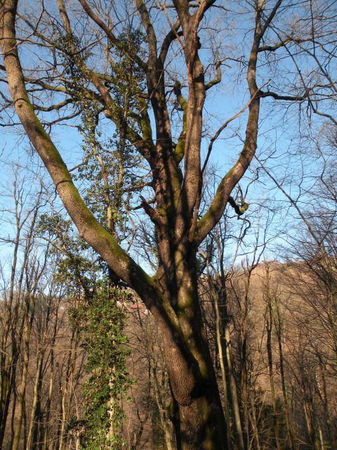 27.1.15 Ruda - foto
