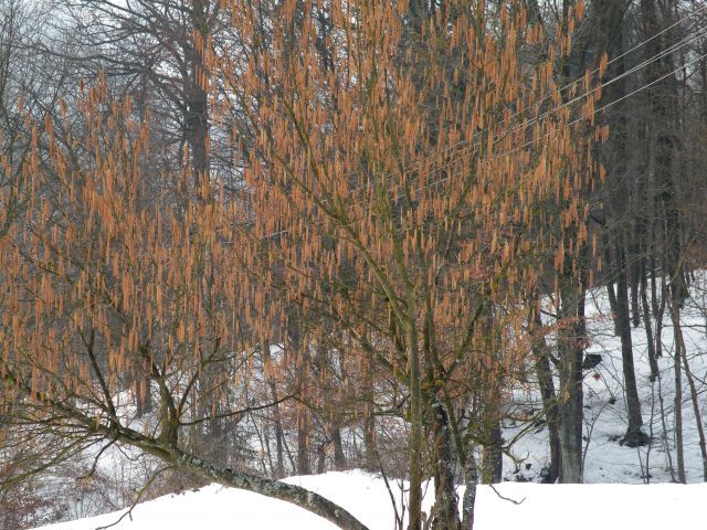 11.2.15 Drožanje in Janko - foto