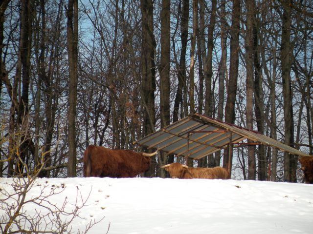 11.2.15 Drožanje in Janko - foto