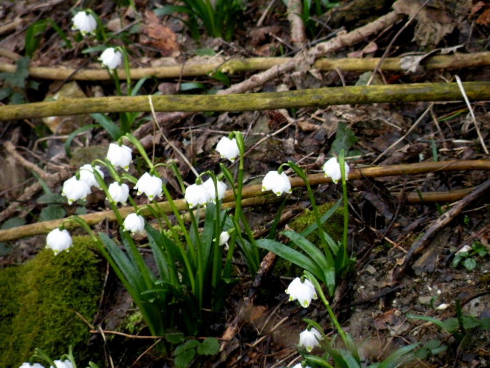 4.3.15 Krakovo Vočivje - foto povečava