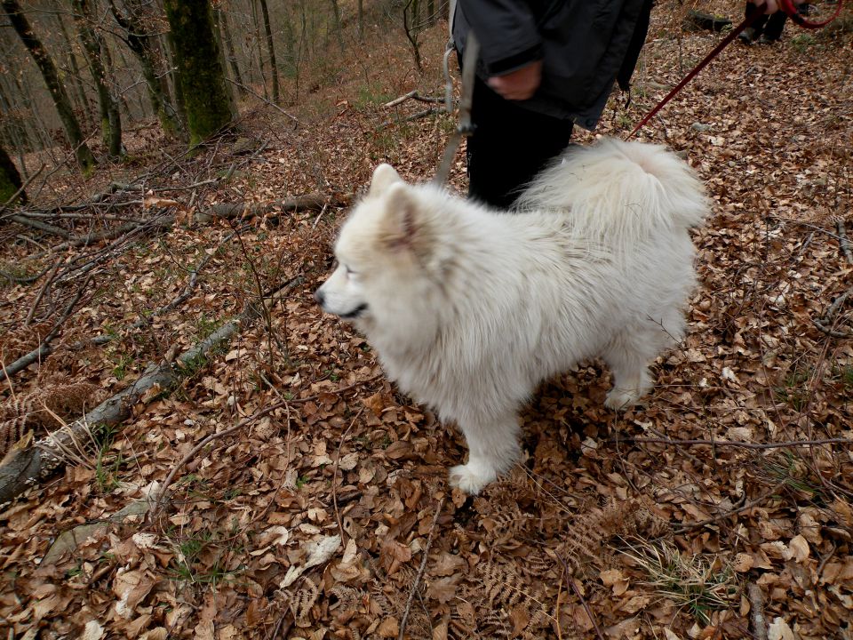 4.3.15 Krakovo Vočivje - foto povečava