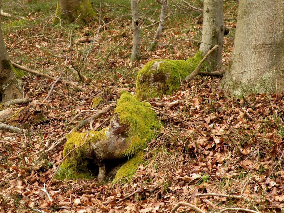 4.3.15 Krakovo Vočivje - foto povečava