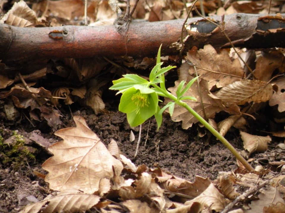 11.3.15 Breg, Radež - foto povečava