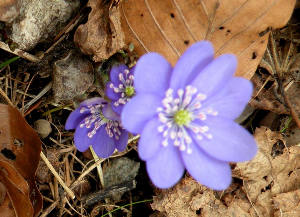 25.3.15 Magolnik - foto povečava